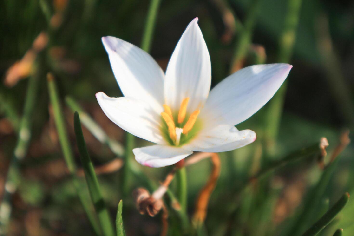 Zephyranthes candida flowers, with common names autumn zephyrlily, white windflower, white rain lily, Peruvian swamp lily. Macro white flower photo