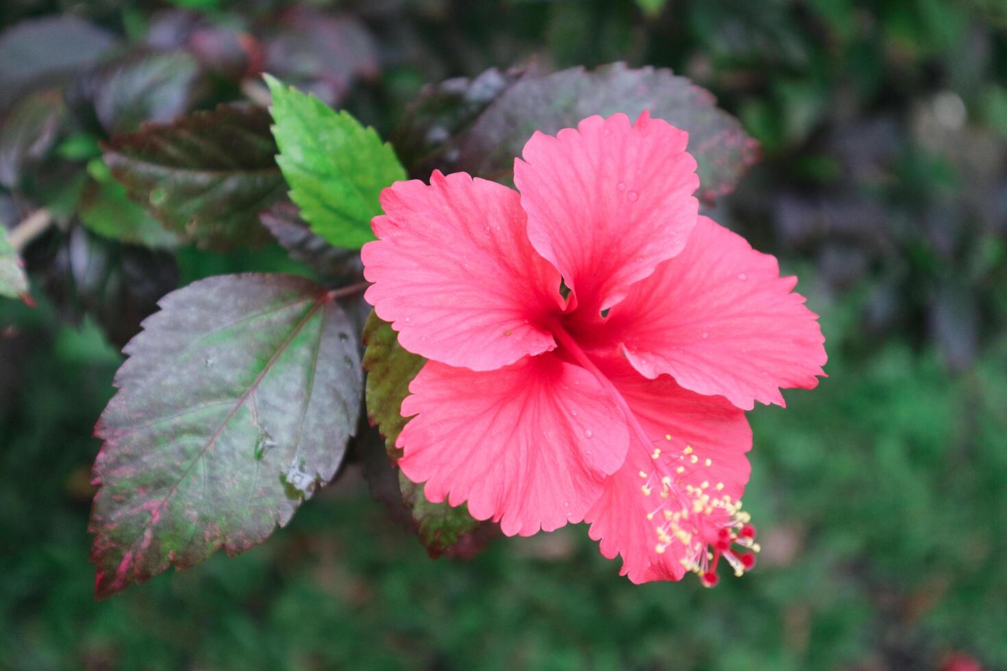 Hibiscus rosa-sinensis. This is a tropical evergreen plant with pink flowers and green leaves during the sunny day. photo