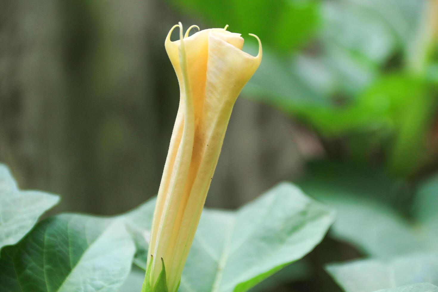 Datura wrightii, commonly known as sacred datura, is a poisonous perennial plant species and ornamental flower of the family Solanaceae photo