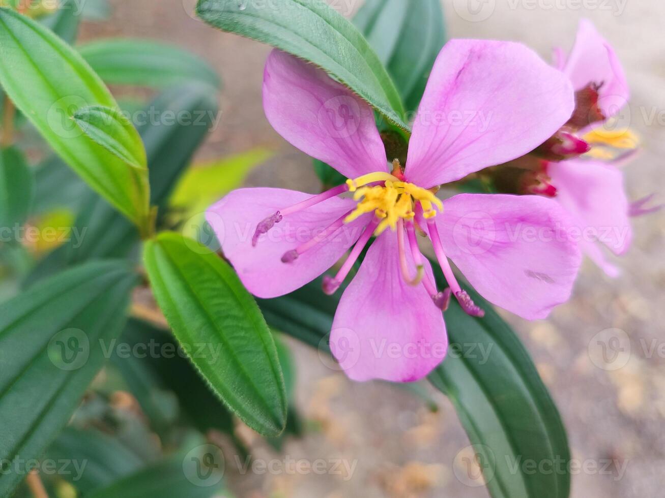 This is a flower from a tree Melastoma Malabathricum. Melastoma family Melastomataceae Scientific name Melastoma malabathricum L. photo