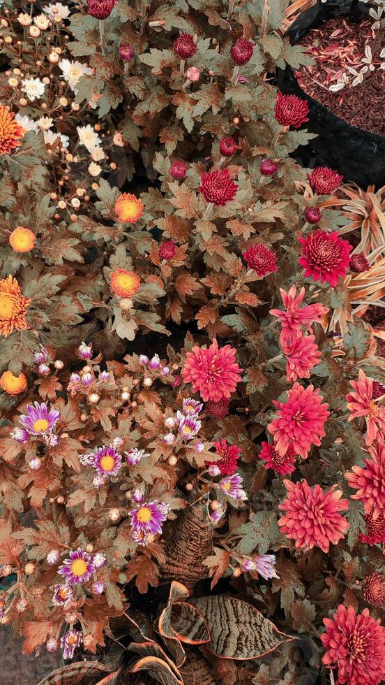 Flowers background, abstract wallpaper photo