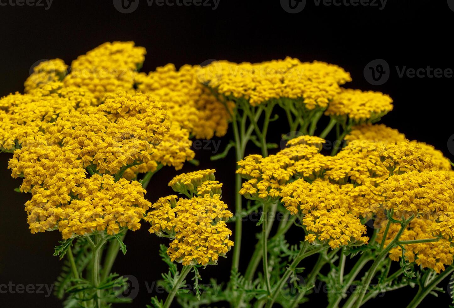 Yarrow Yellow Flowers Achillea Filipendulina photo