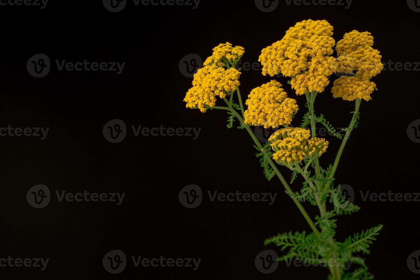 Yarrow Yellow Flowers Achillea Filipendulina photo