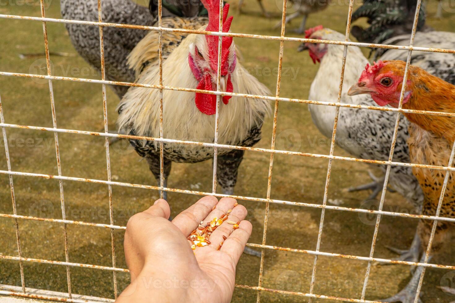 Man feeding animal groups chicken Gallus domesticus on the national farm. The photo is suitable to use for farm poster and animal content media.