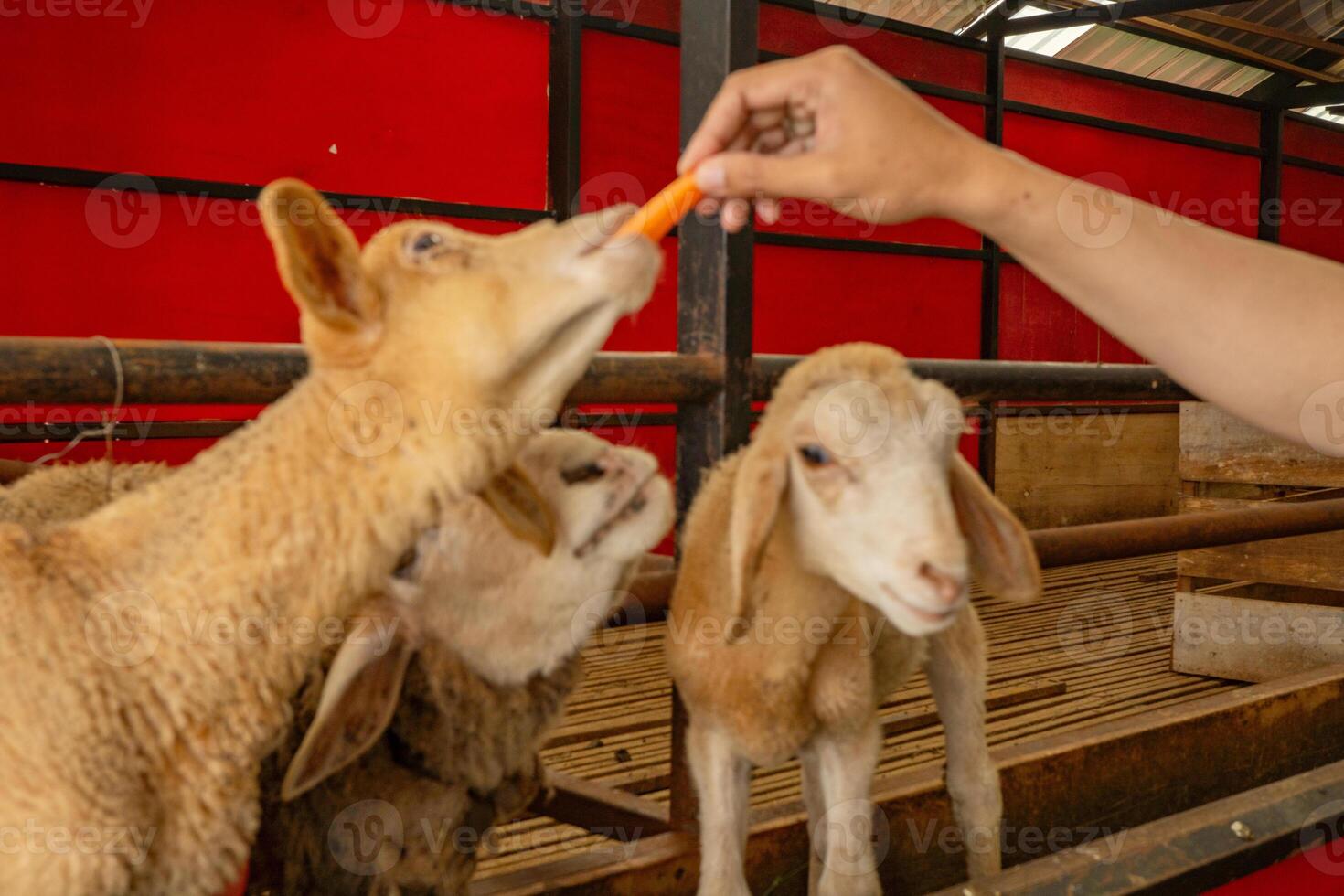 Feeding animal groups sheep Ovis aries on the national farm The photo is suitable to use for farm poster and animal content media.