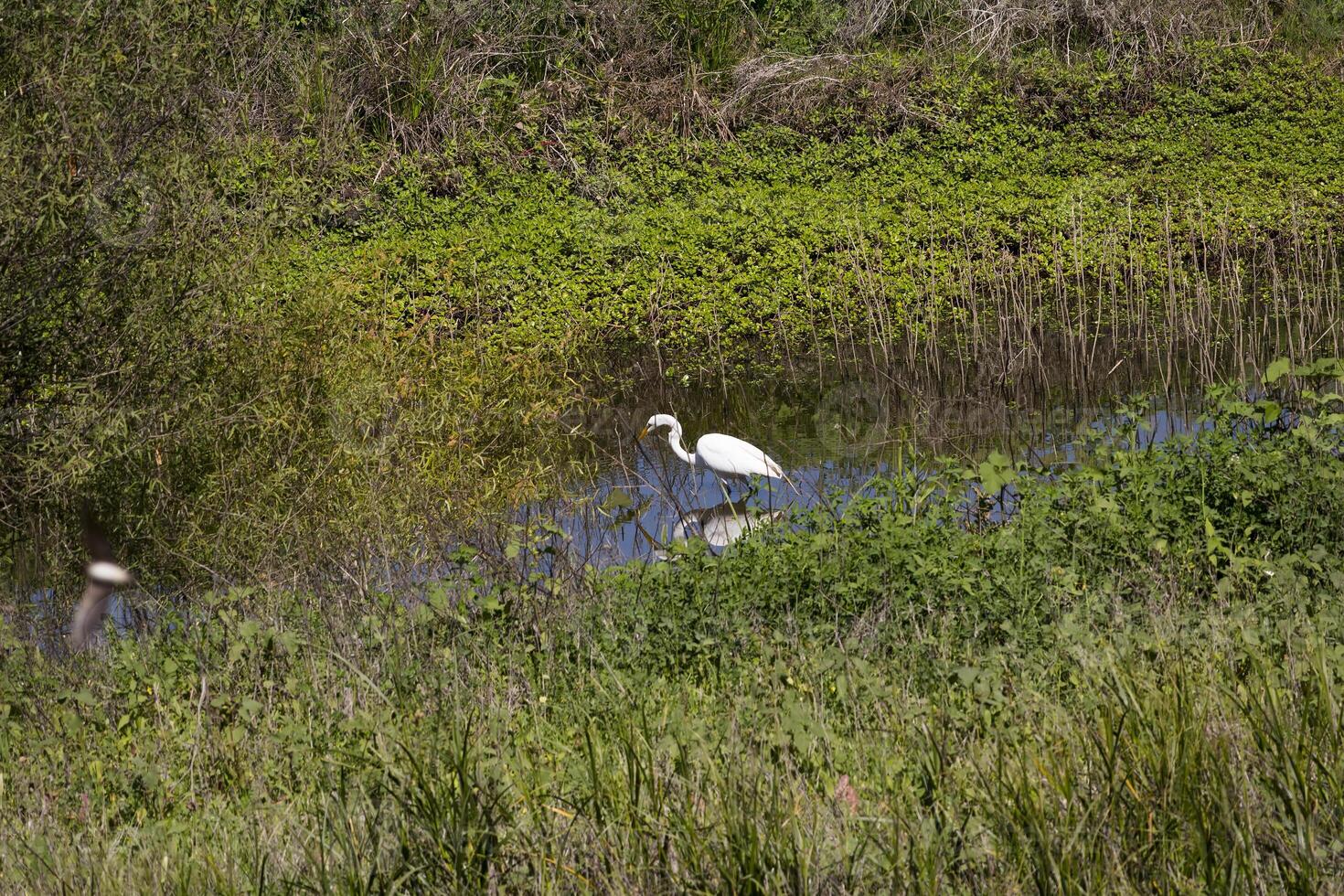 White Egret Stalking Food In Wet Lands photo