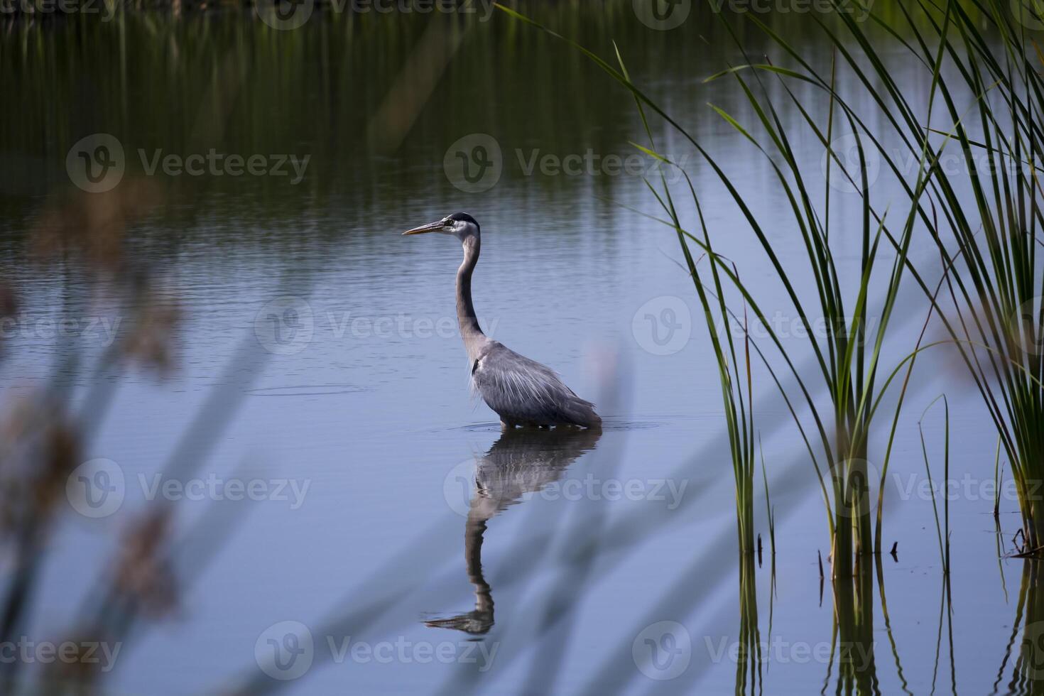 Blue Heron Standing Wetlands Reflections In Water photo