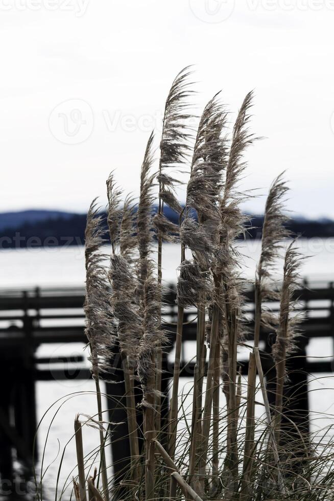 pampa césped con muelle y bahía en antecedentes foto