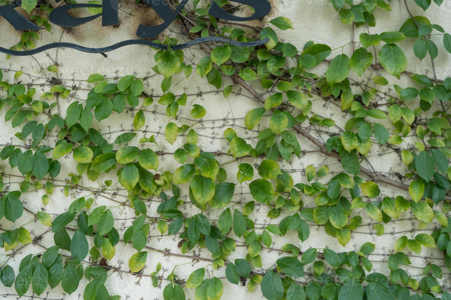 verde hojas en el pared antecedentes para decoración pared con el exterior pared de un edificio. foto