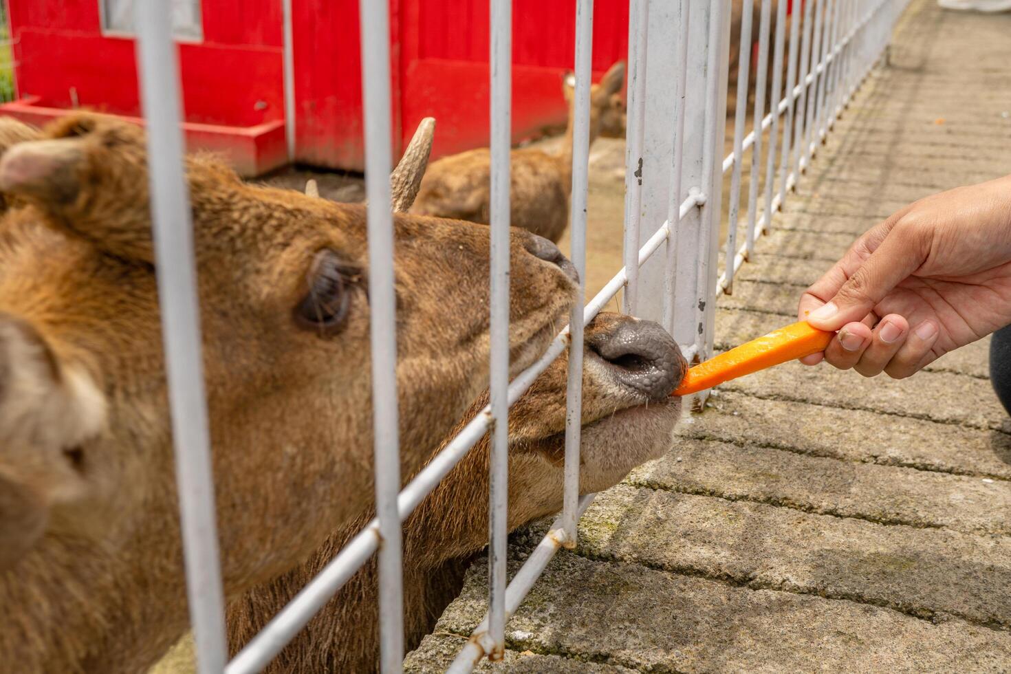 Mini zoo leisure activity feeding deer Cervidae on the garden park. The photo is suitable to use for nature animal background, zoo poster and advertising.