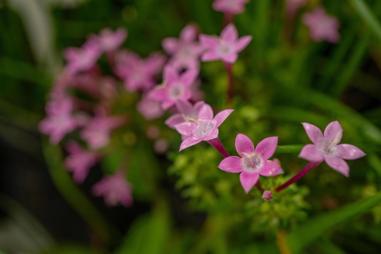 Group small pink flower of Centaurium erythraea on the national garden. Photo is suitable to use for nature background, botanical poster and garden content media.