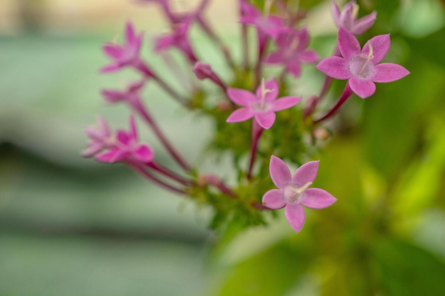 Group small pink flower of Centaurium erythraea on the national garden. Photo is suitable to use for nature background, botanical poster and garden content media.