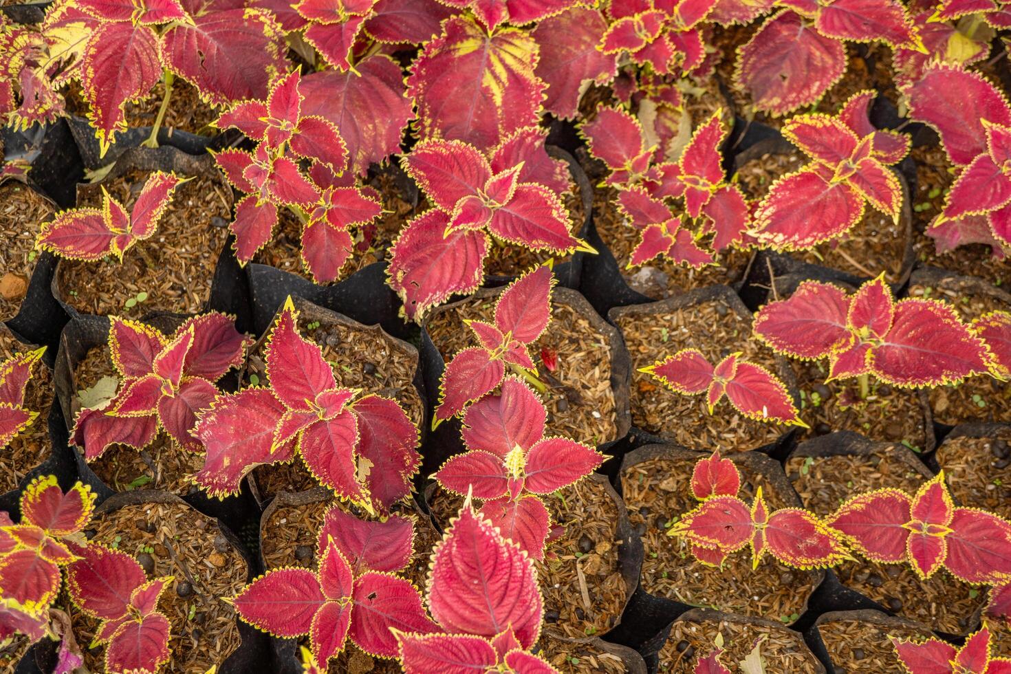 Lot of red leaf Miana, Iler Coleus scutellarioides on park as decorative plant. The photo is suitable to use for botanical background, nature poster and flora education content media.