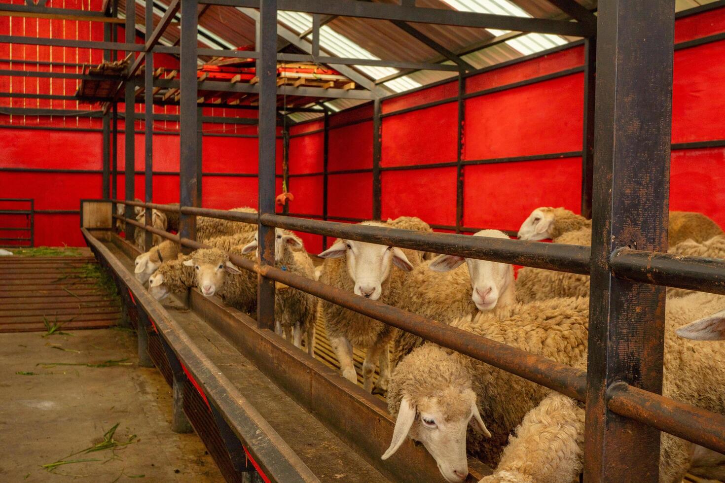 Feeding animal groups sheep Ovis aries on the national farm The photo is suitable to use for farm poster and animal content media.