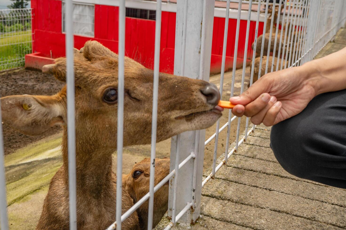 Mini zoo leisure activity feeding deer Cervidae on the garden park. The photo is suitable to use for nature animal background, zoo poster and advertising.