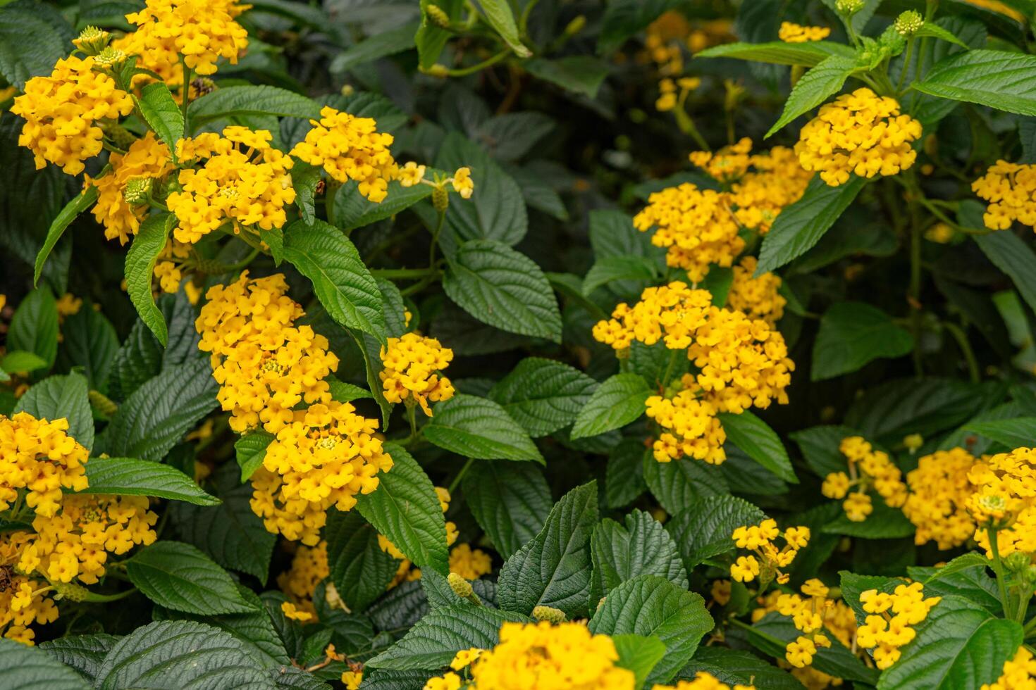 Small yellow flower west indian lantana on the green garden. Photo is suitable to use for nature background, botanical poster and garden content media.