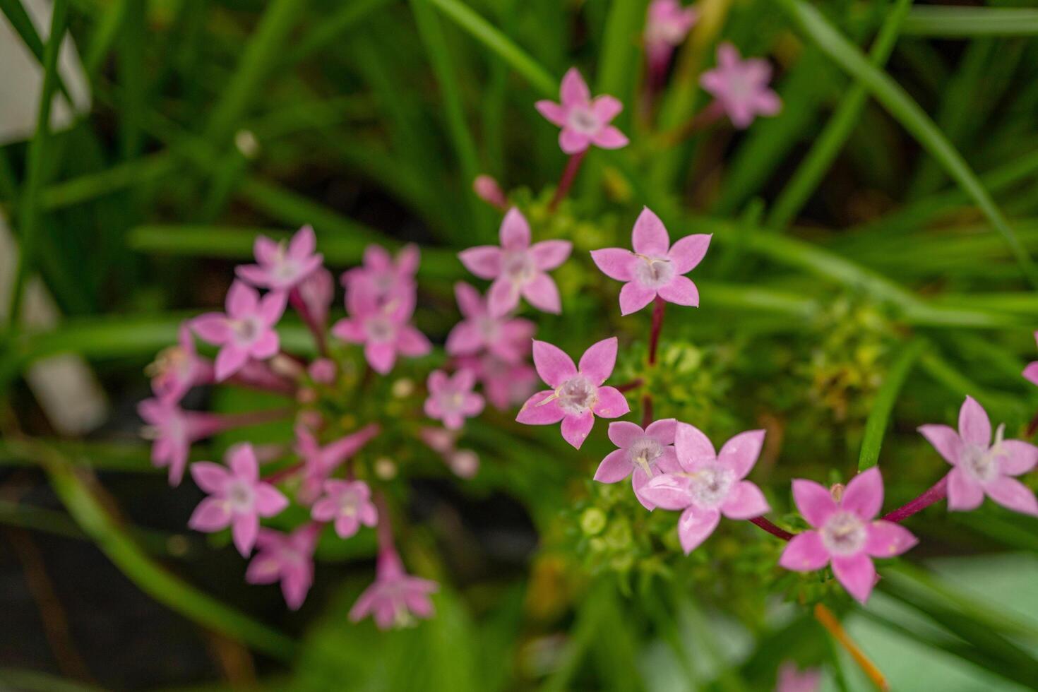 Group small pink flower of Centaurium erythraea on the national garden. Photo is suitable to use for nature background, botanical poster and garden content media.