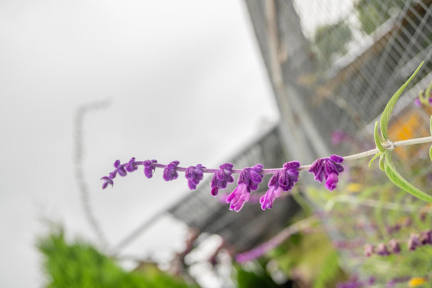 Small purple flower of Mexican Bush Sage Salvia leucantha on the garden. Photo is suitable to use for nature background, botanical poster and garden content media.