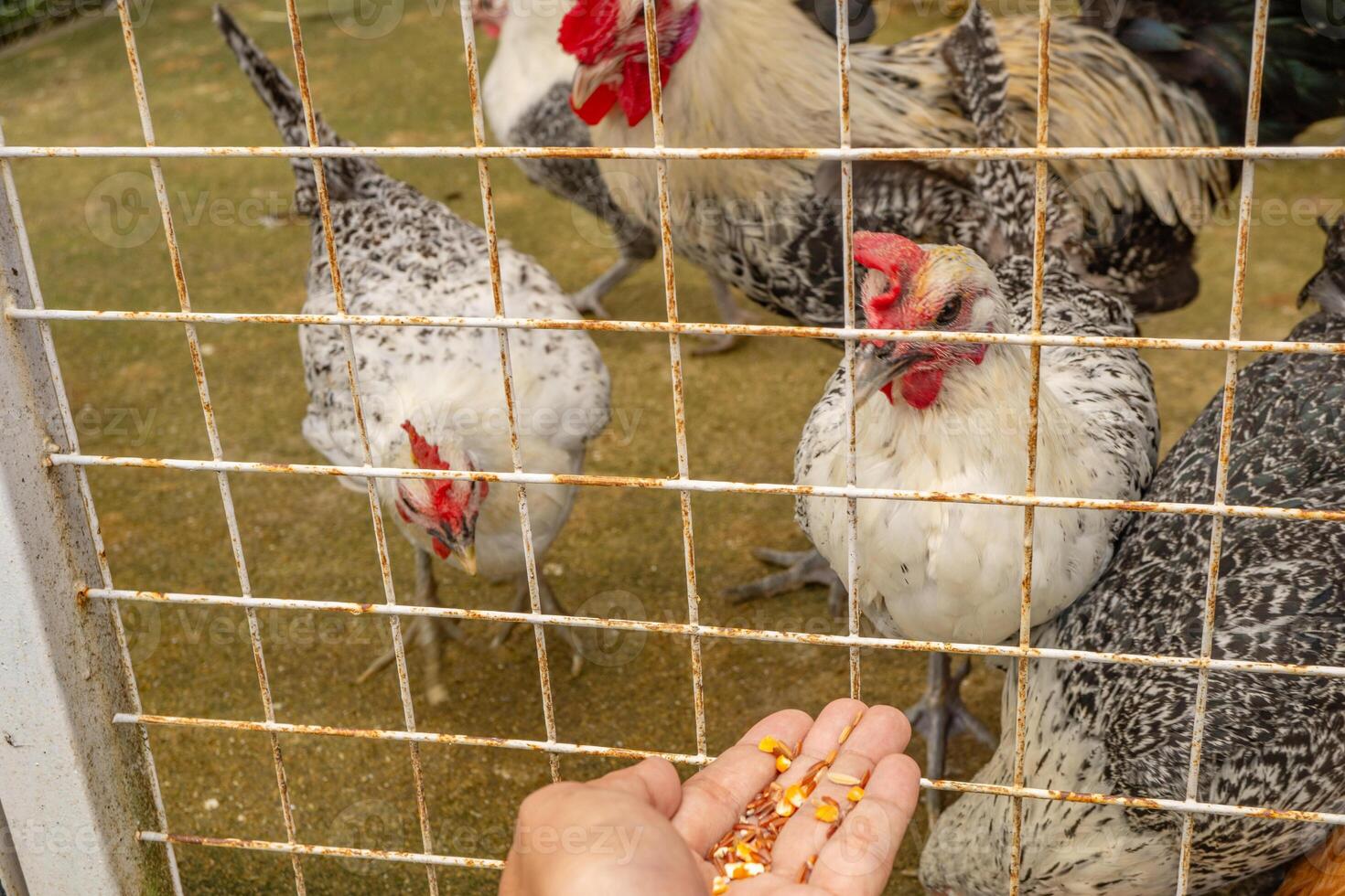 Man feeding animal groups chicken Gallus domesticus on the national farm. The photo is suitable to use for farm poster and animal content media.