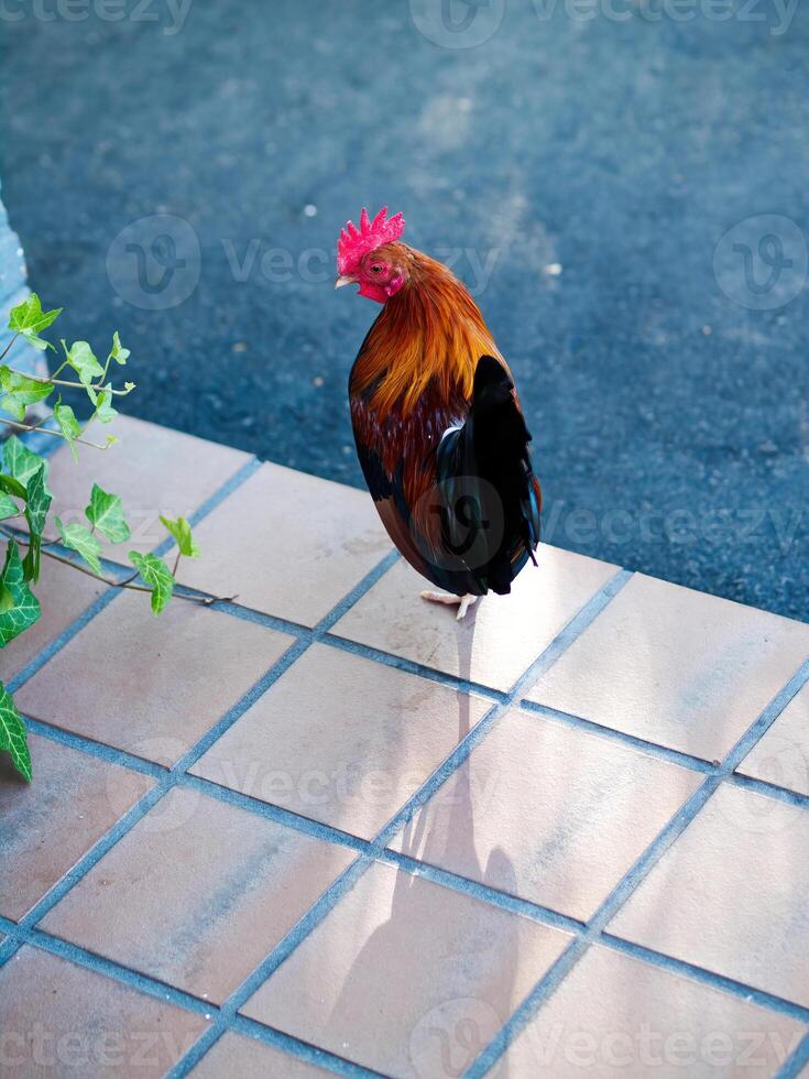 Red And Black Rooster Standing On Porch Tiles Outdoors photo