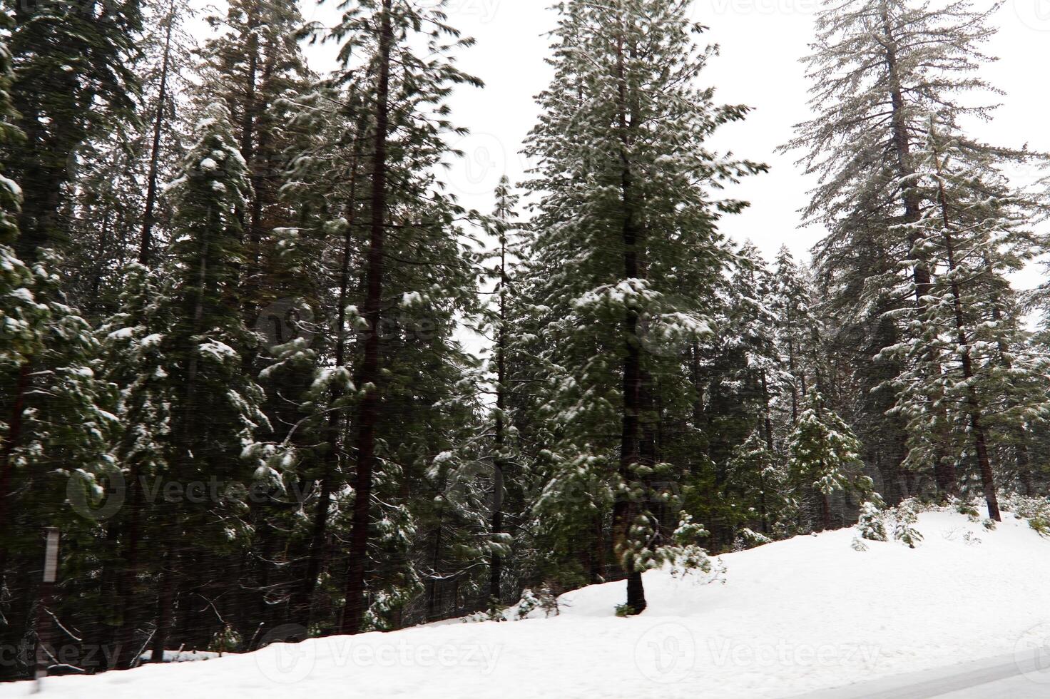 Falling Snow Along Road With Trees And Overcast Sky photo