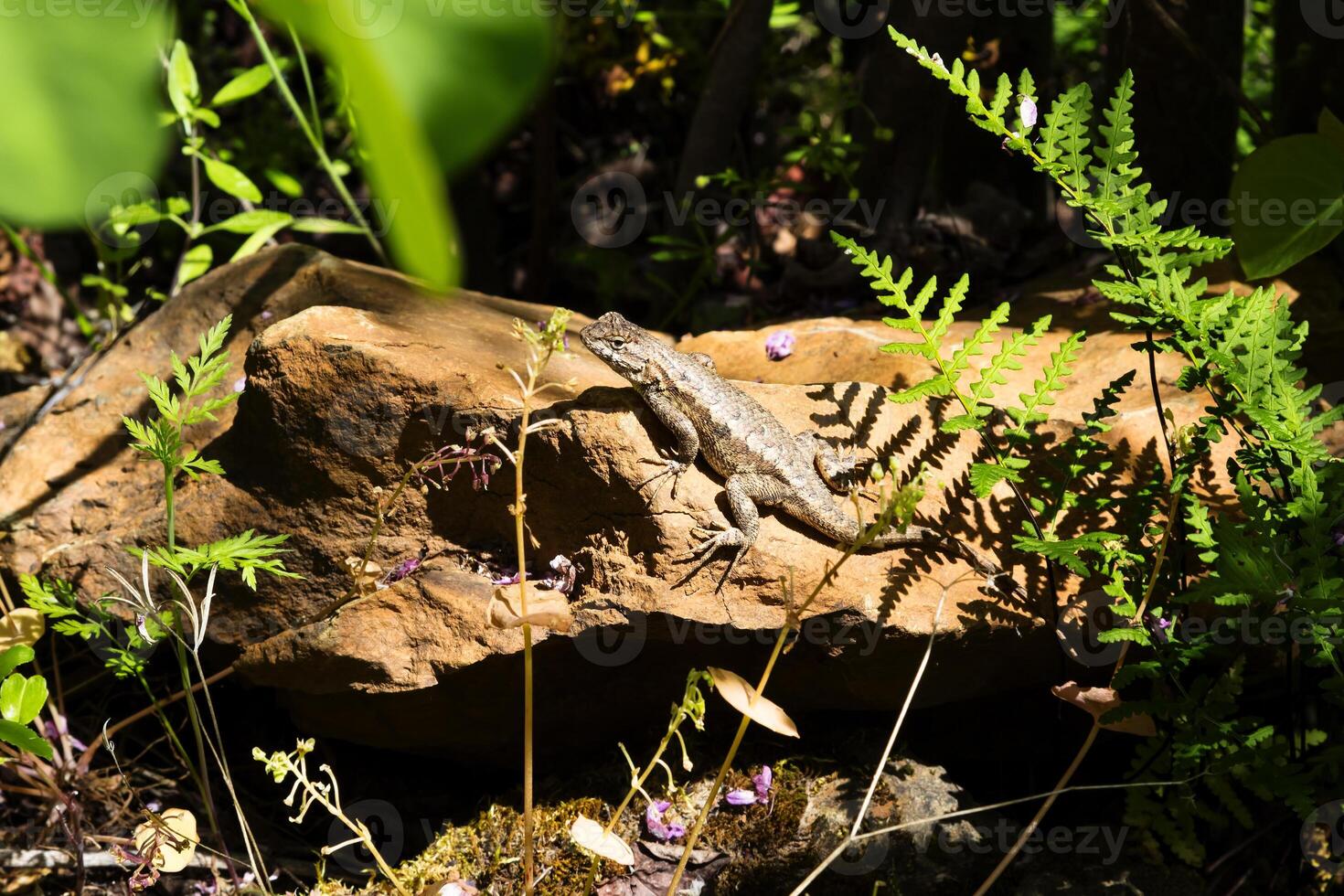Lizard Sunning On Red Rock Amid Green Plants photo