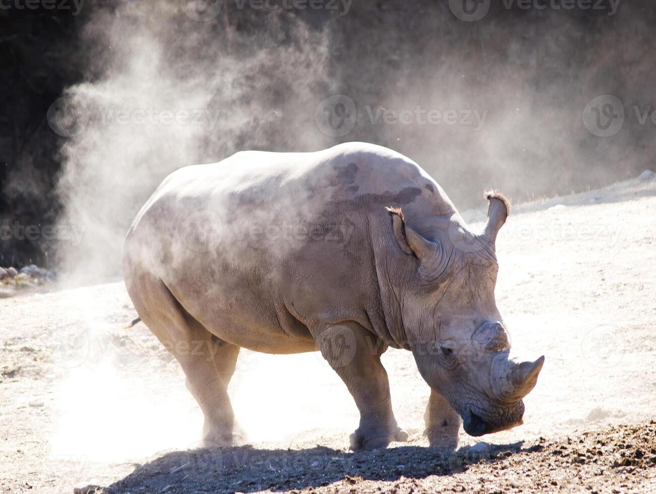 Rhinoceros Kicking Up Cloud Of Dust Caked In Mud photo