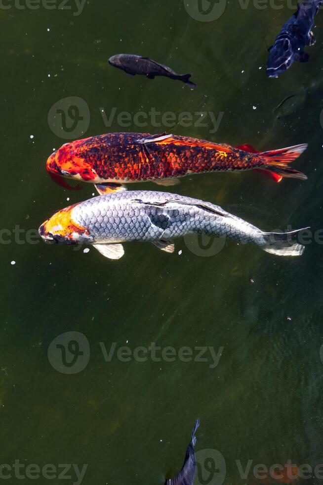 Two Large Koi Fish Swimming Side By Side In Green Water Pond photo