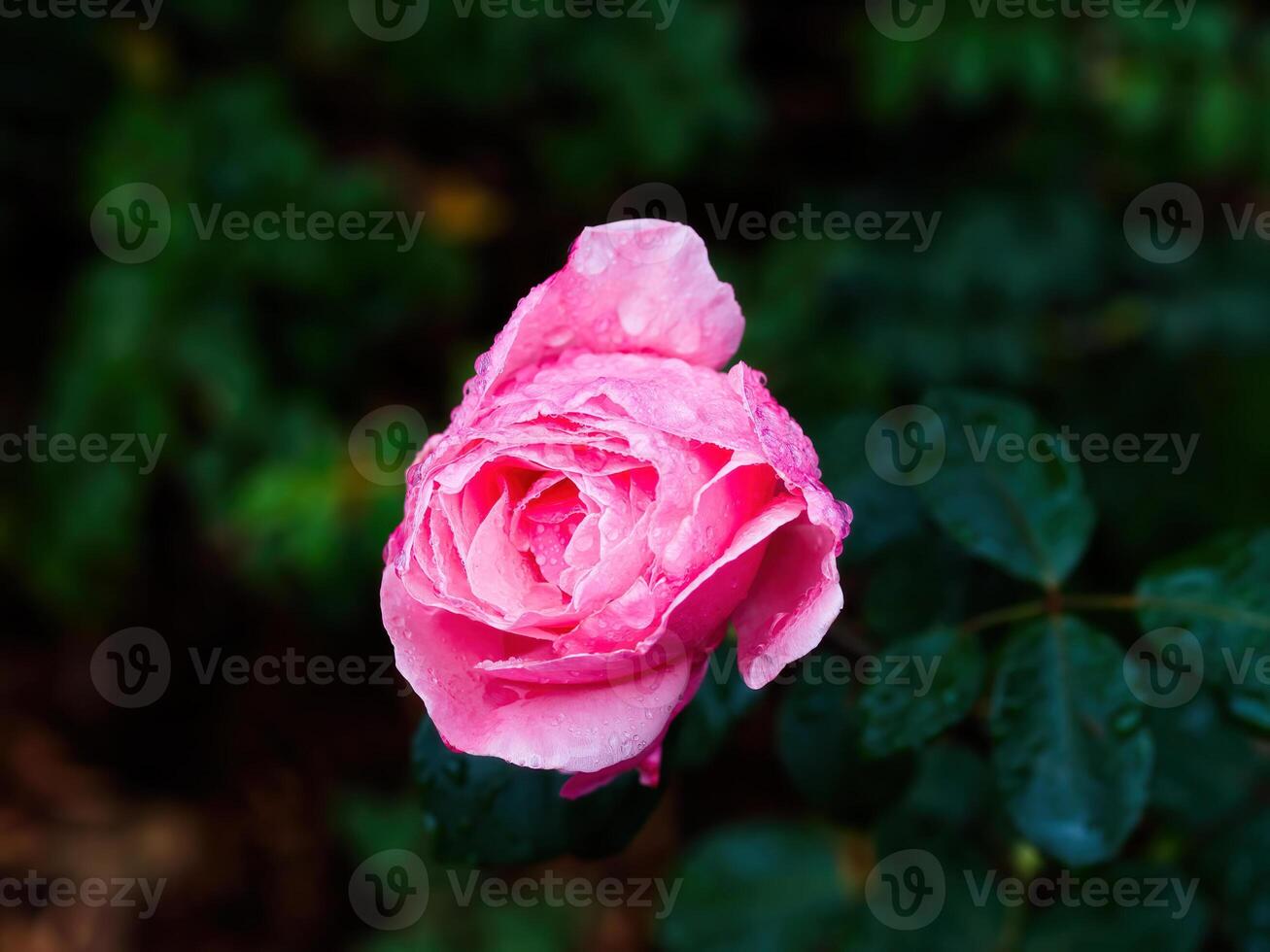 Pink Rose Flower With Green Leaf Background photo