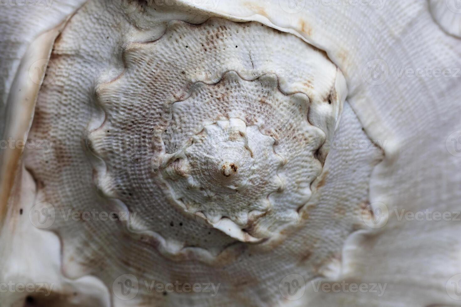 Tight Shot Of Spiral Pattern On Sea Shell photo