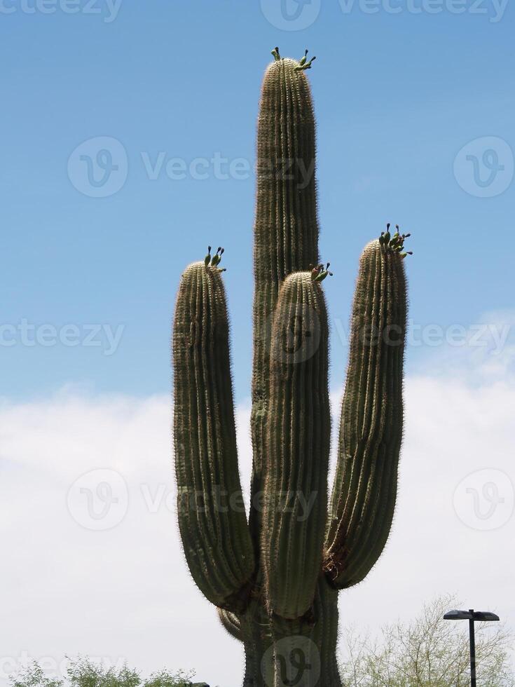 solitario saguaro cactus con azul cielo y blanco nubes Arizona foto