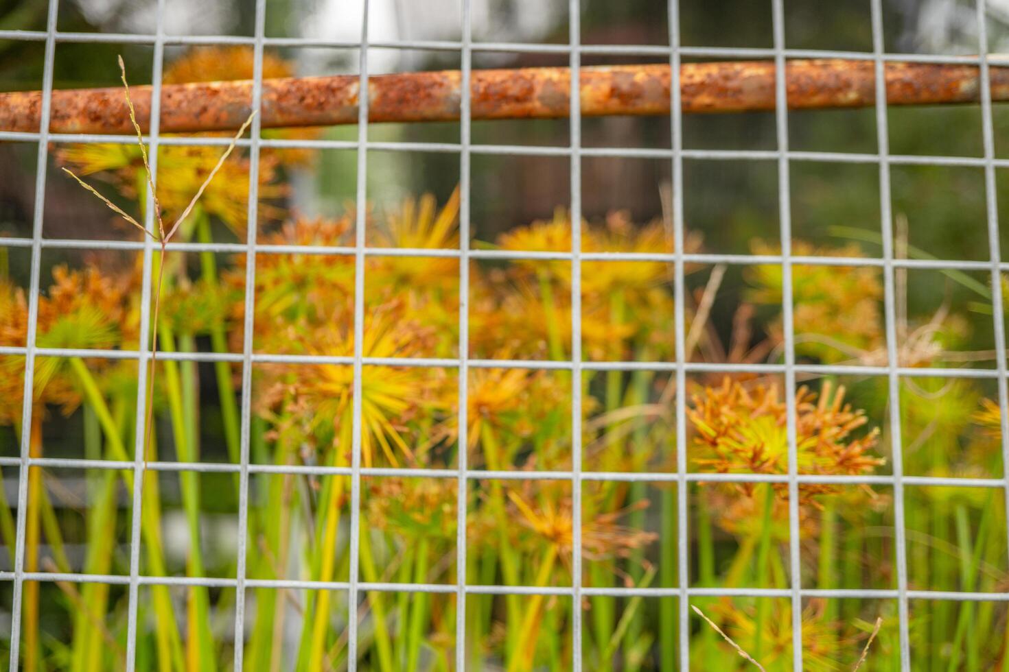 Decorative plant Cyperus papyrus on the green garden. The photo is suitable to use for botanical background, nature poster and flora education content media.