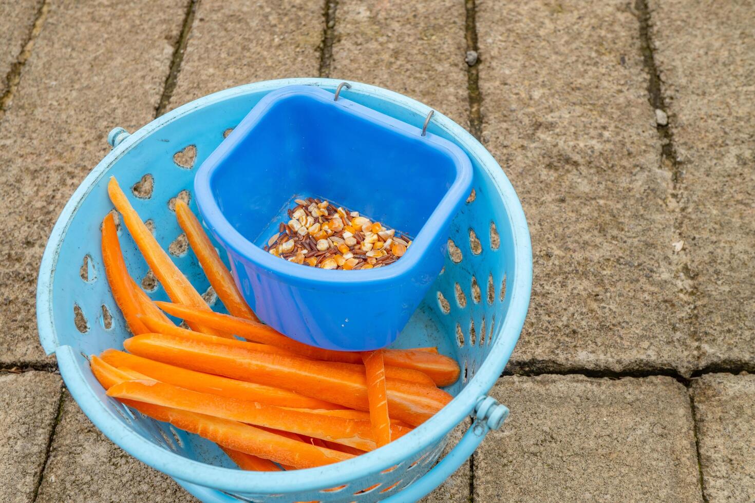 Carrot and seed for feeding animal mini zoo. The photo is suitable to use for animal care background and feeding animal content media.