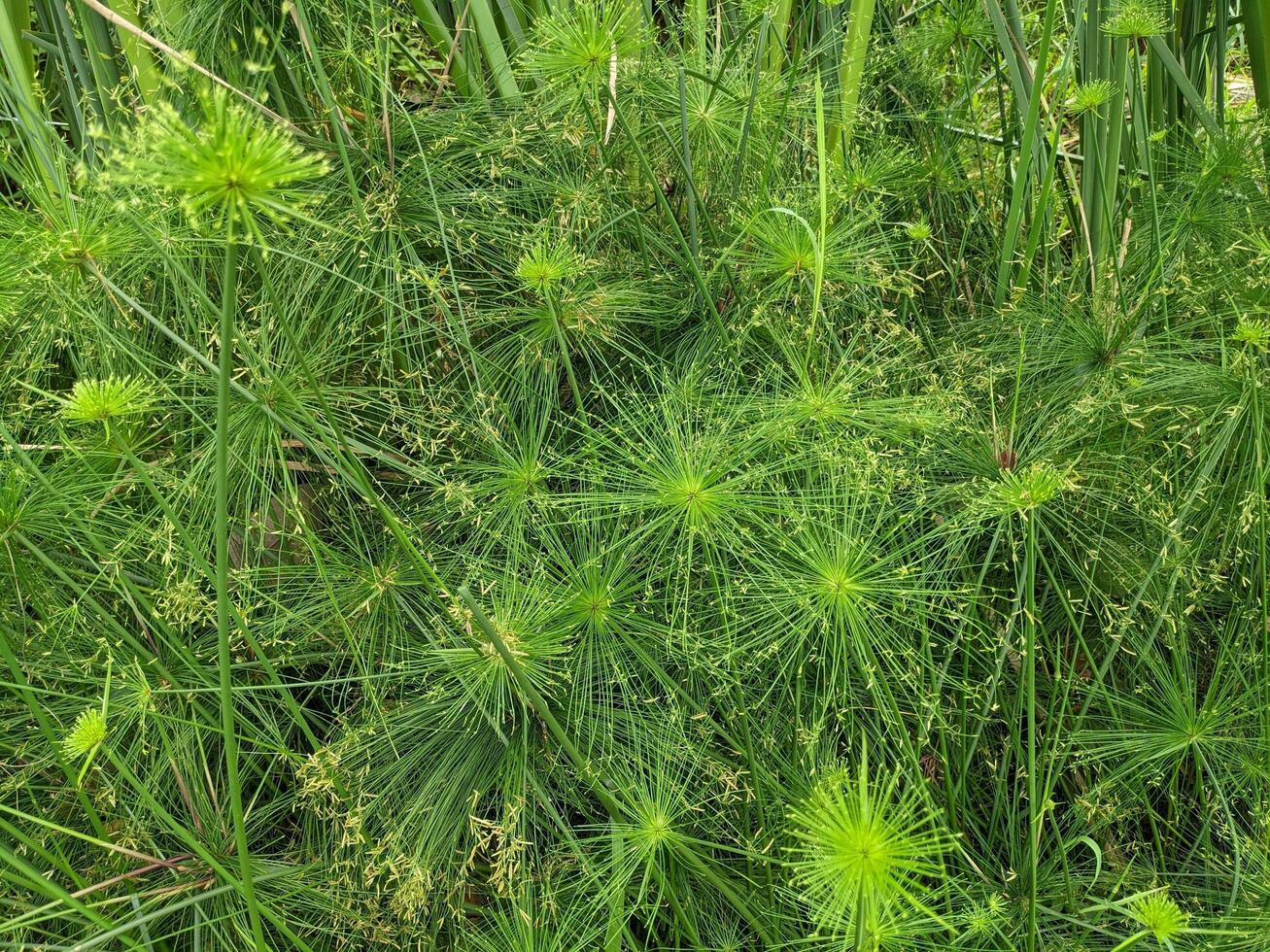 Decorative plant Cyperus papyrus on the green garden. The photo is suitable to use for botanical background, nature poster and flora education content media.