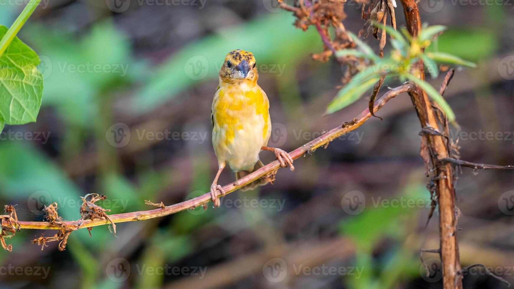 Asian golden weaver perched on tree photo