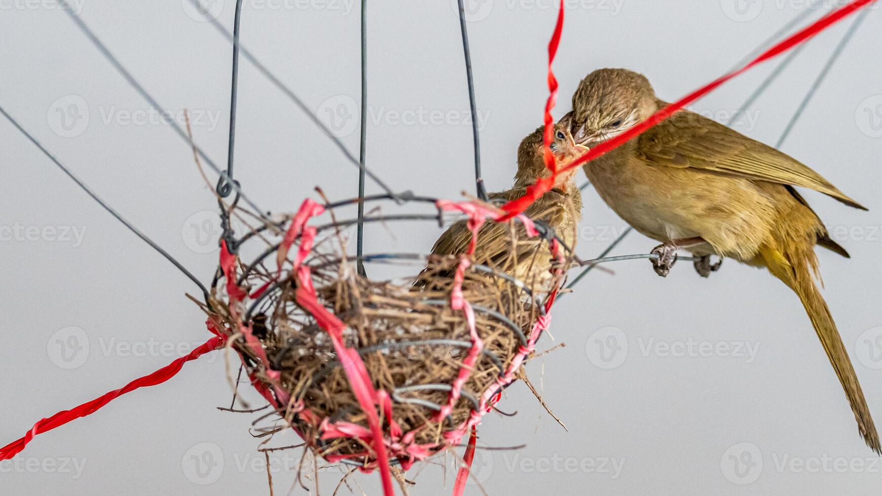 streak eared bulbul feeding baby in the nest photo