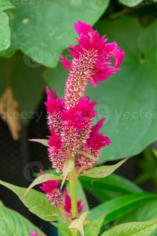 Crested Cockscomb blooming in the garden photo