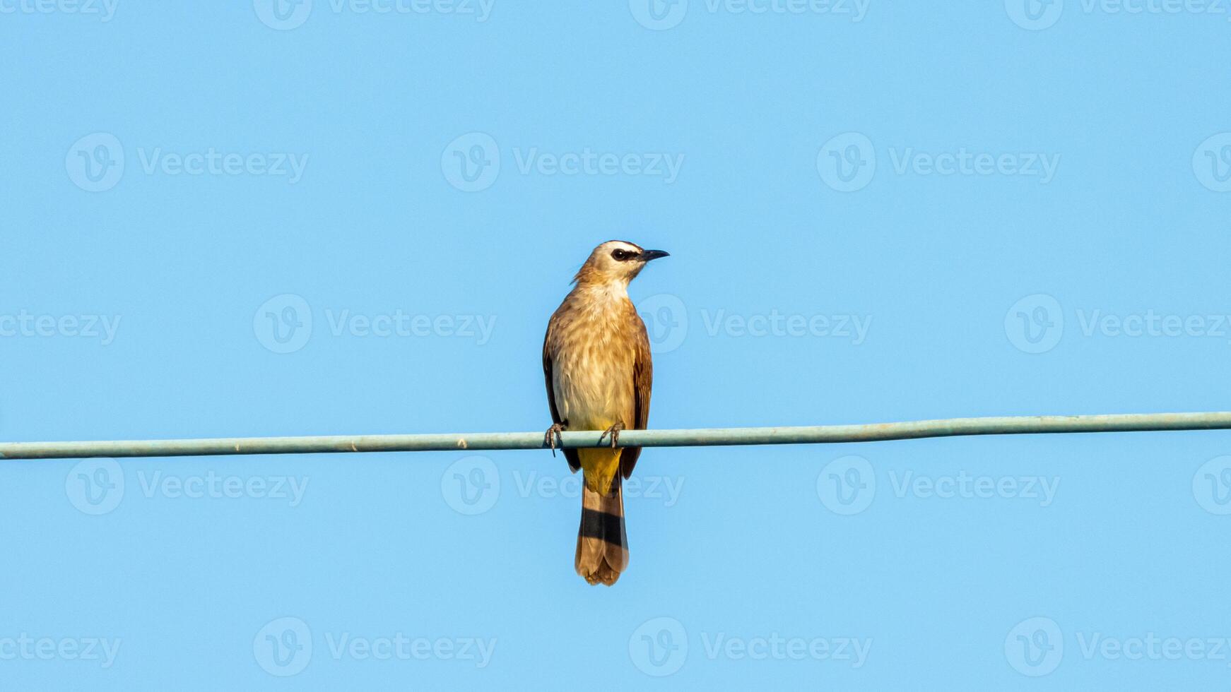 Yellow-vented Bulbul perched on wire photo