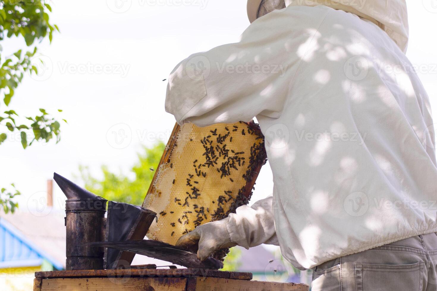 professional beekeeper in protective workwear inspecting honeycomb frame at apiary. beekeeper harvesting honey photo