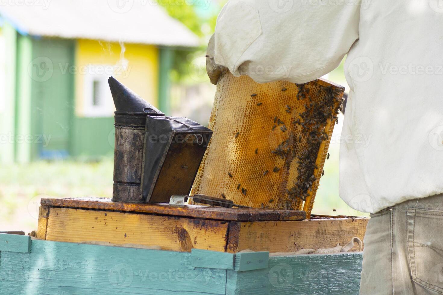 professional beekeeper in protective workwear inspecting honeycomb frame at apiary. beekeeper harvesting honey photo