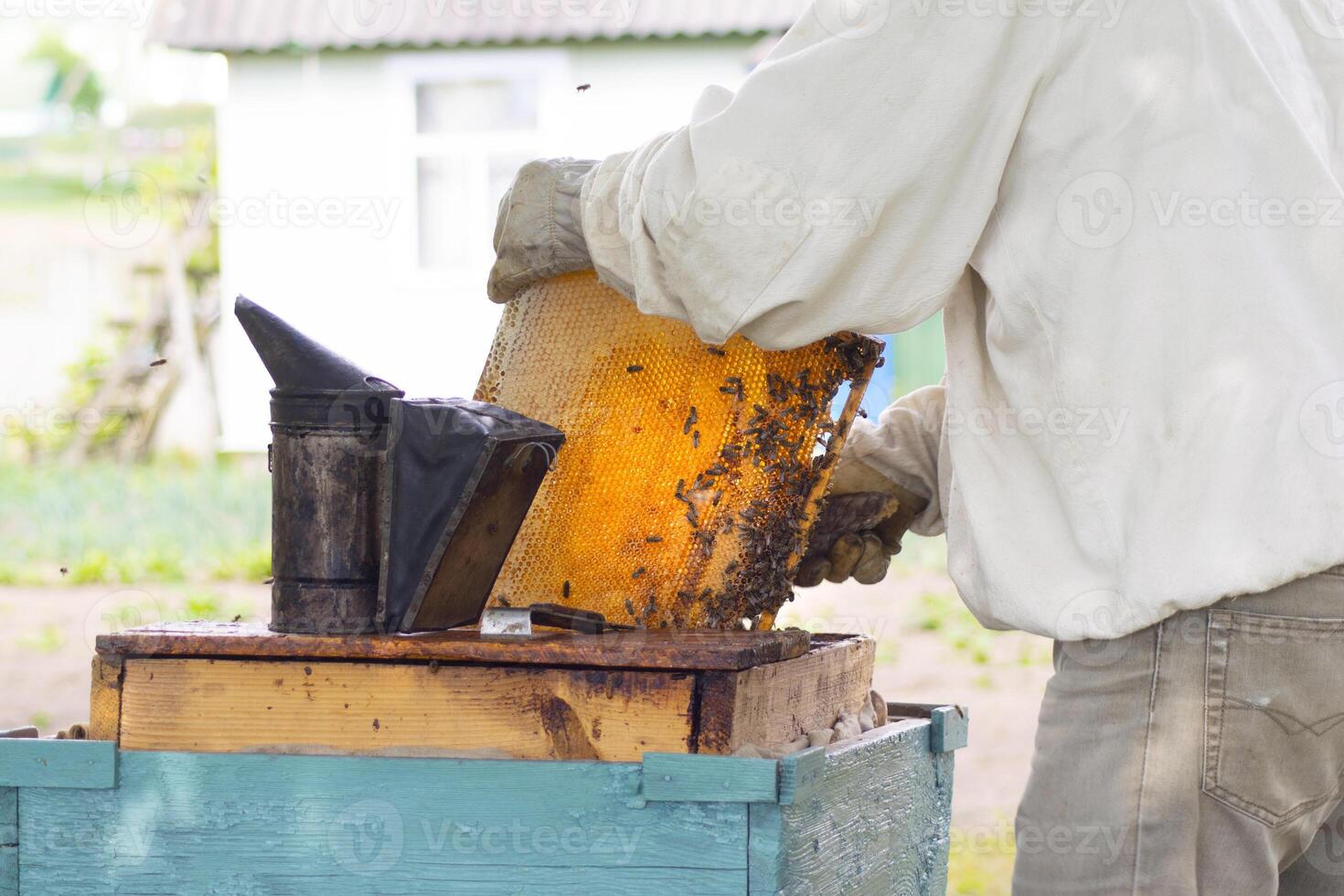 professional beekeeper in protective workwear inspecting honeycomb frame at apiary. beekeeper harvesting honey photo