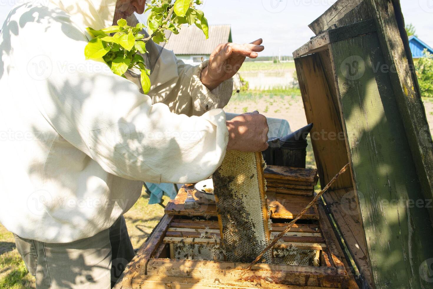 The beekeeper holds a honey cell with bees in his hands. Apiculture. photo