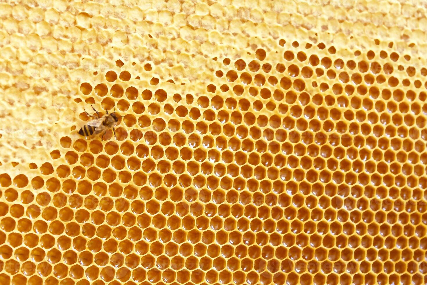 Honeycombs with sweet golden honey on whole background, close up. Background texture, pattern of section of wax honeycomb photo