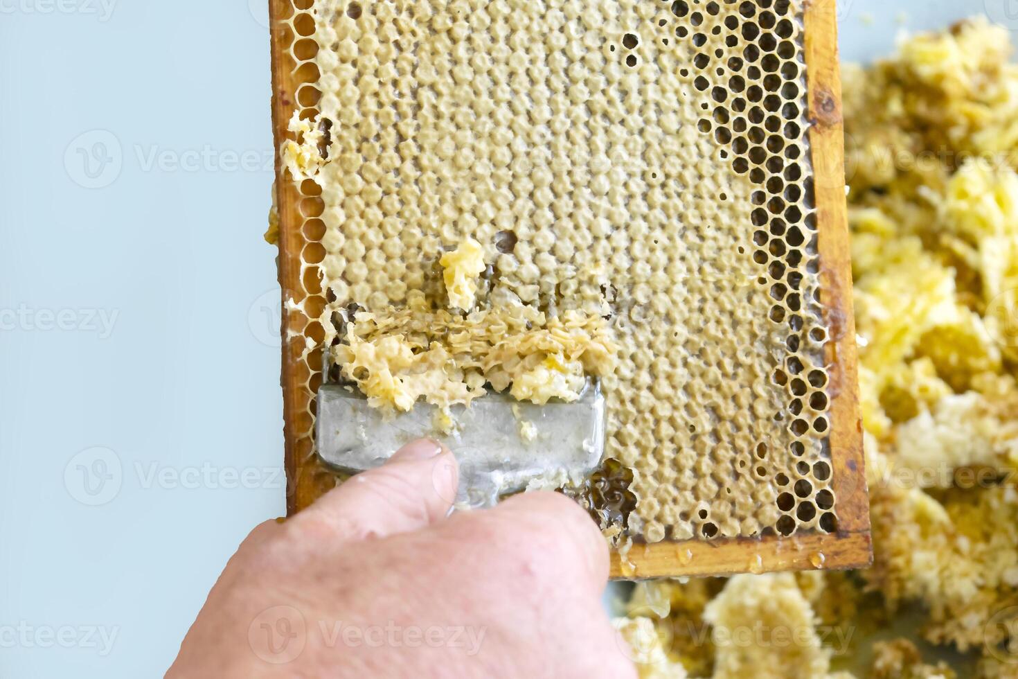 Uncapping honey cells with a fork. Professional beekeeper holds wooden frame with bee honeycomb in his hands, collects fresh yellow sweet honey with special tool. photo