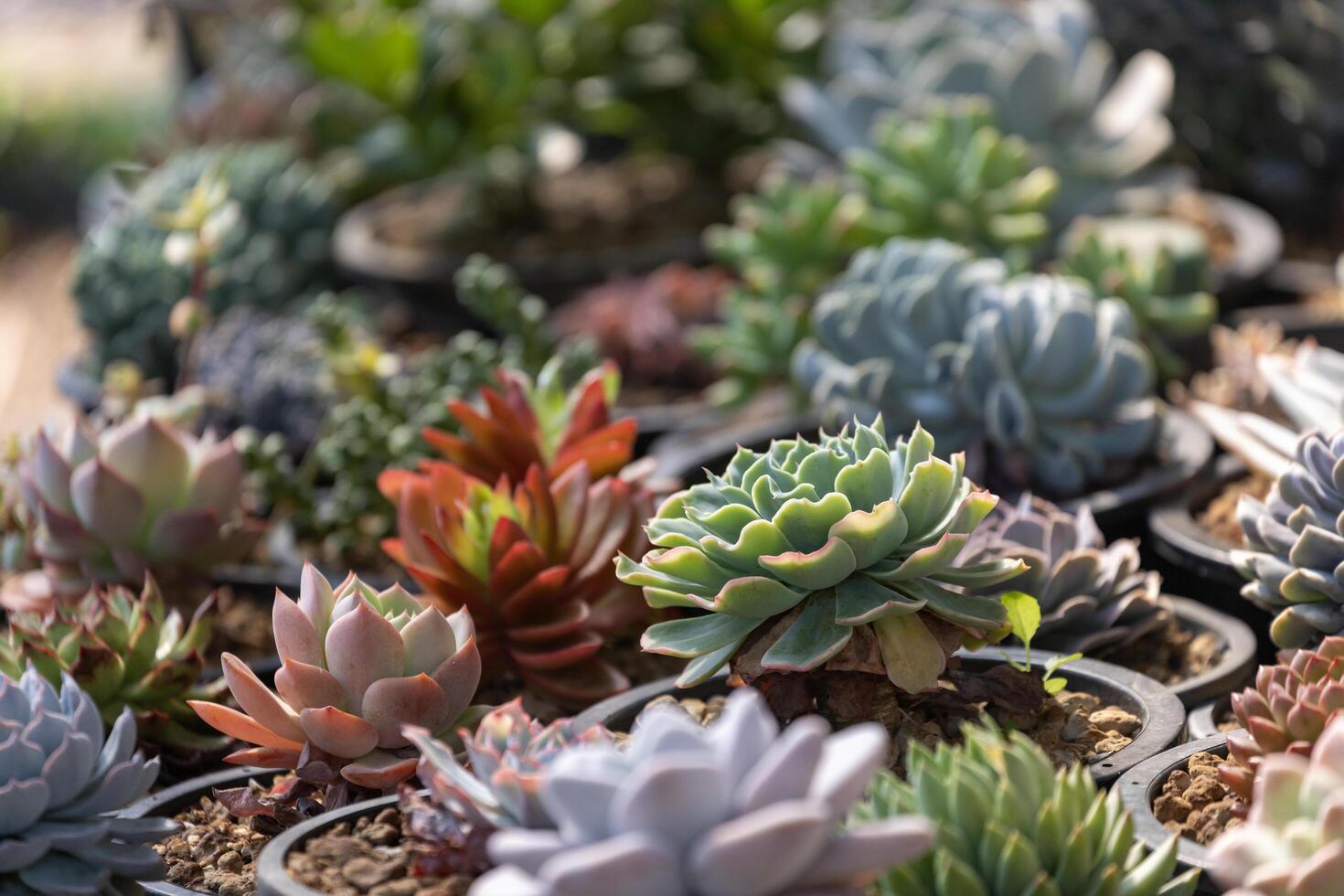 colección de sano decorativo suculento parte superior ver en el invernadero jardín para limitado espacio urbano jardinería diseño foto