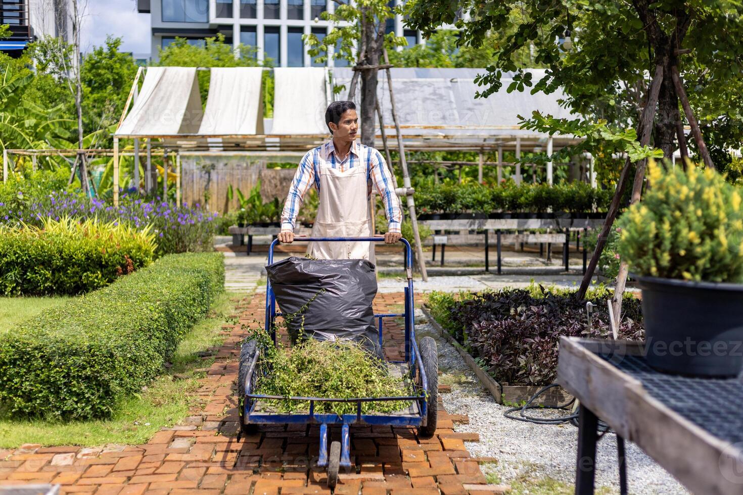 Asian gardener is giving service of taking garden waste to the compost area while working in the common area of condominium or public park in the city photo