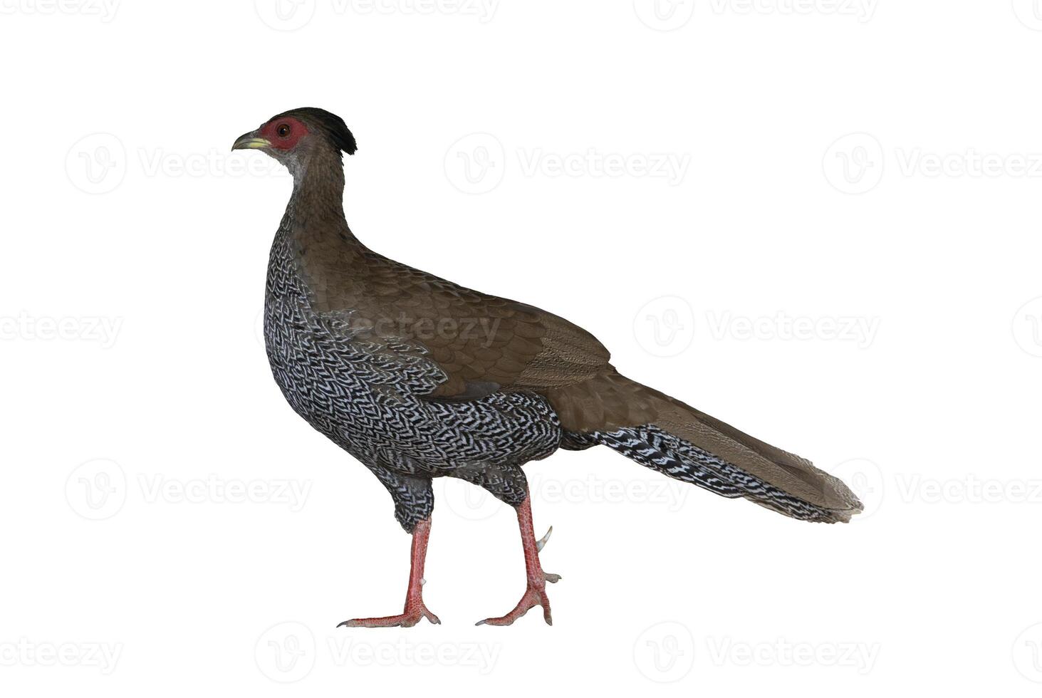 Female silver pheasant or Lophura nycthemera native to Southeast Asia cutout isolated on white background for wildlife conservation photo