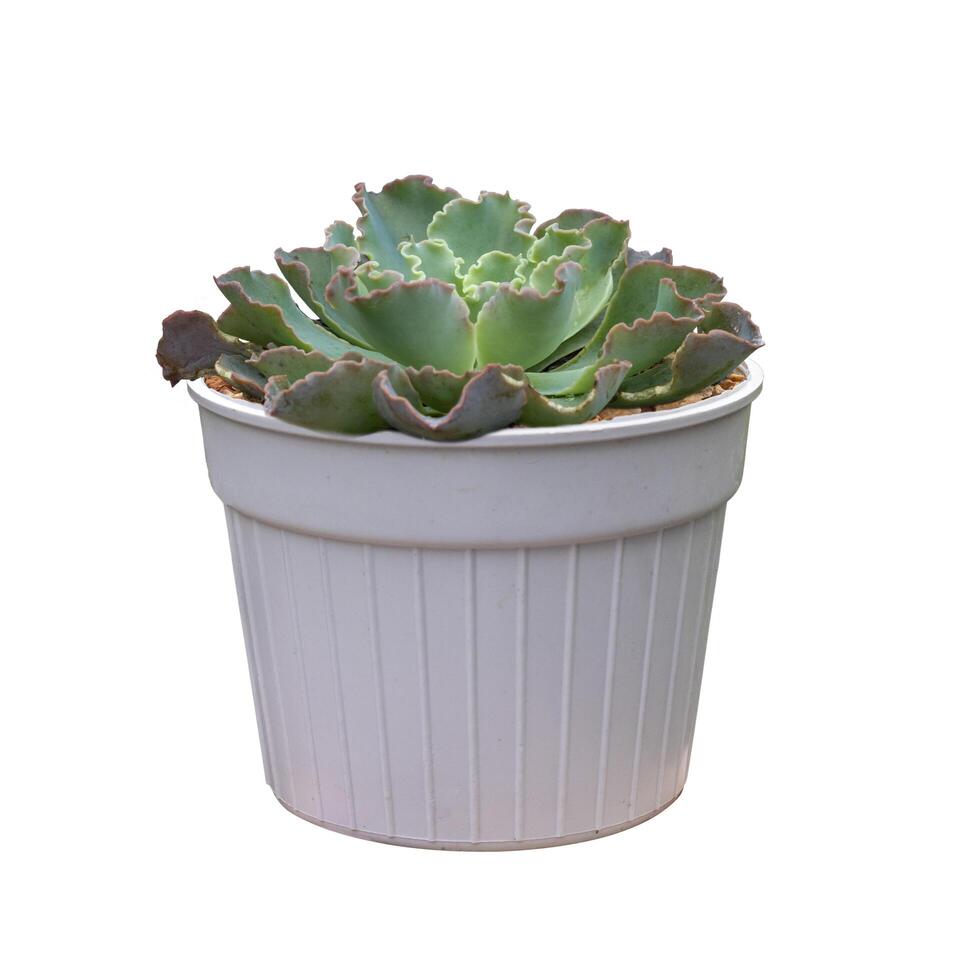 Echeveria curly lock leaf  succulent houseplant in pot isolated on white background for small garden and drought tolerant plant photo