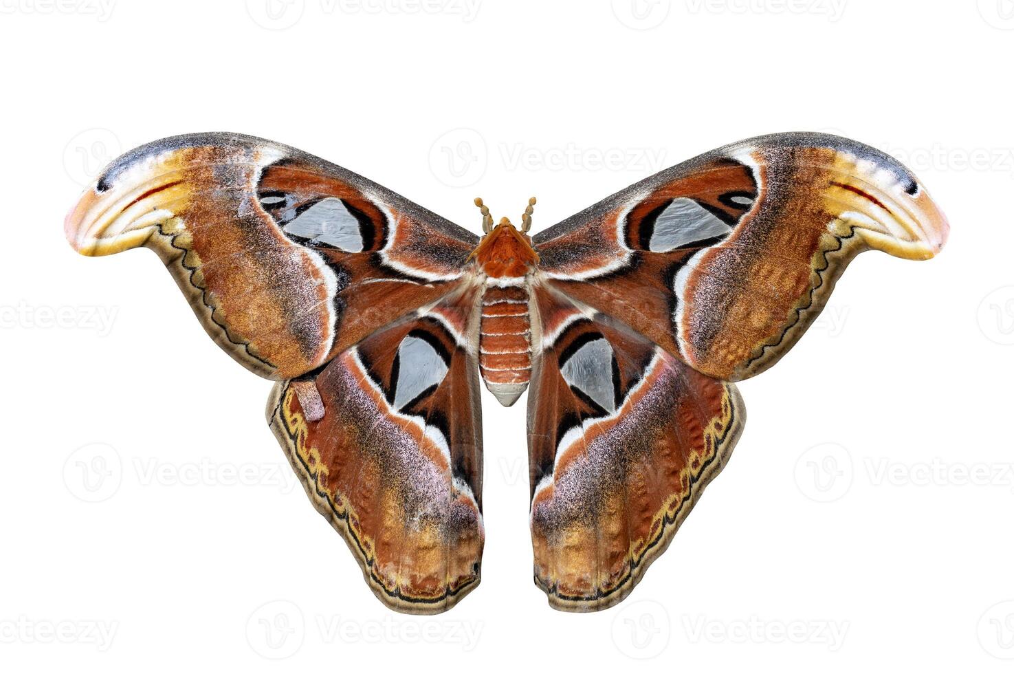 Attacus atlas moth isolated on white background for insect, bug and entomology photo