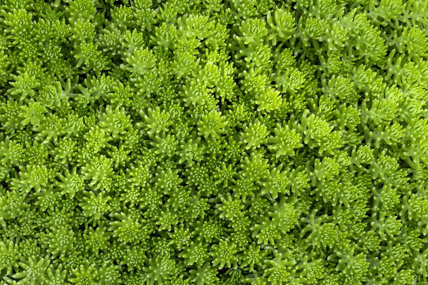 Green lemon sedum angelina ground cover for background and text in natural and minimal design pattern with copy space photo